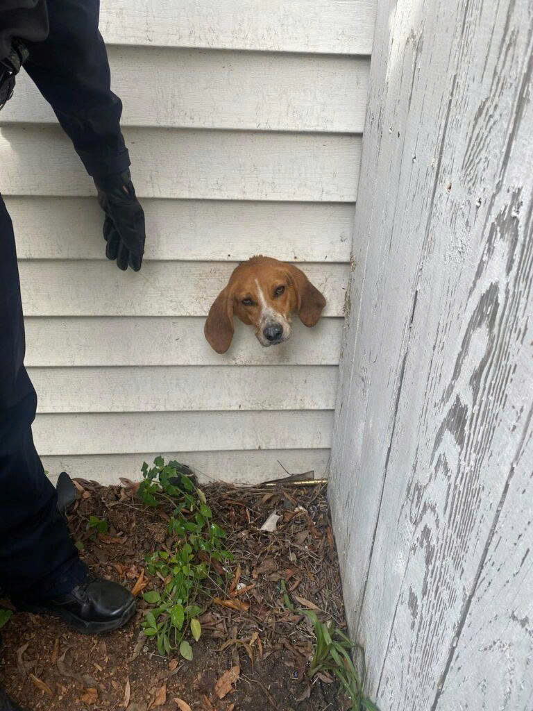 CURIOUS DOG STUCK IN AN UNBELIEVABLE PLACE, HOURS TO RESCUE