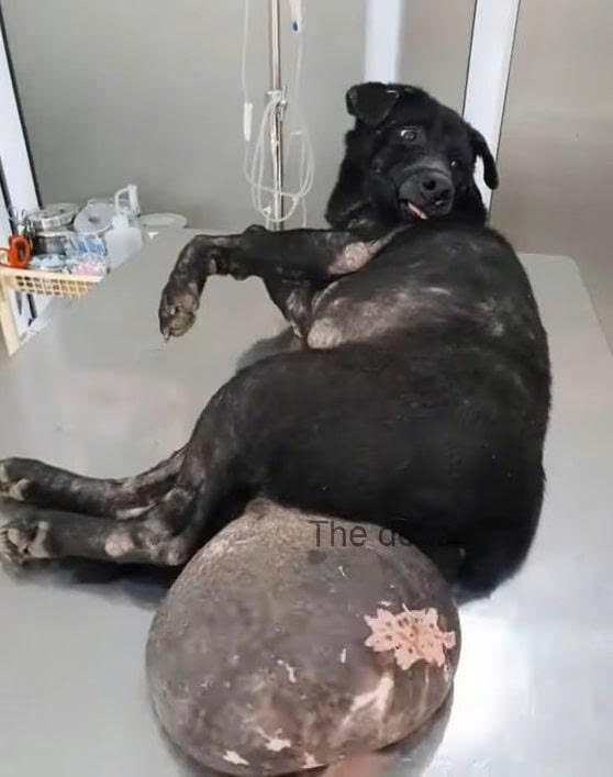 Poor dog with a tumor on its body begging for help