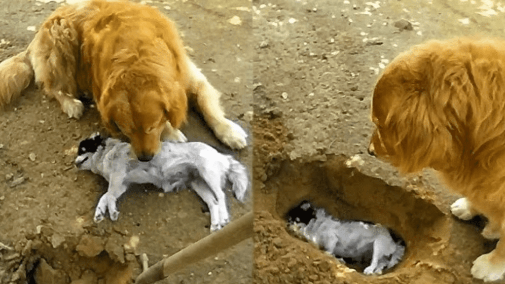 Heartwarming Golden Retriever Refuses to Bury Its Companion