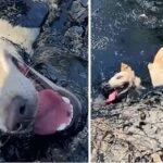 The dog found trapped in toxic molten rubber could not move or ask for help .