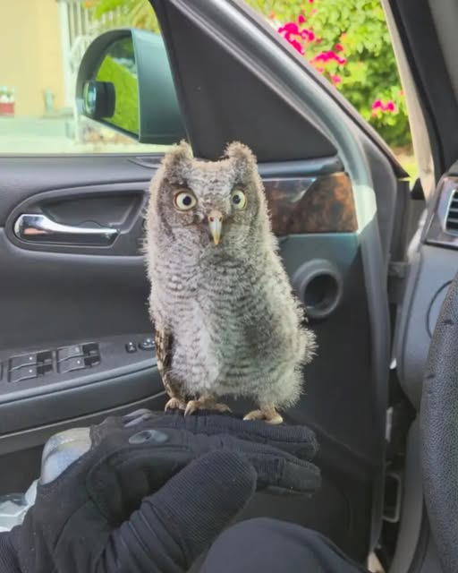 Stranded Owlet in Parking Lot Gets Unexpected Help..g
