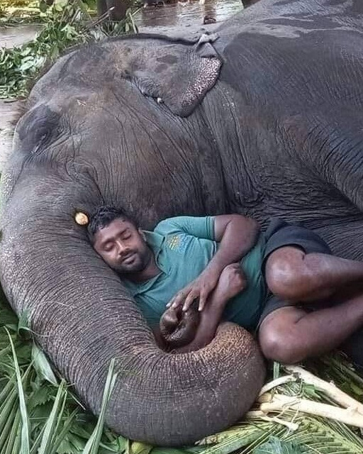 When an Elephant Trusted a Man:The Quiet Power of Connection..g