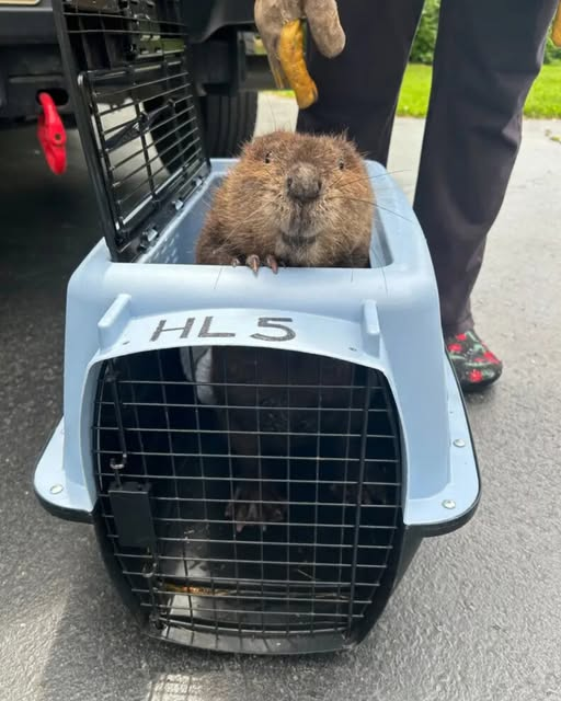 Baby Beaver Shows Heartwarming Smile After Rescue…g