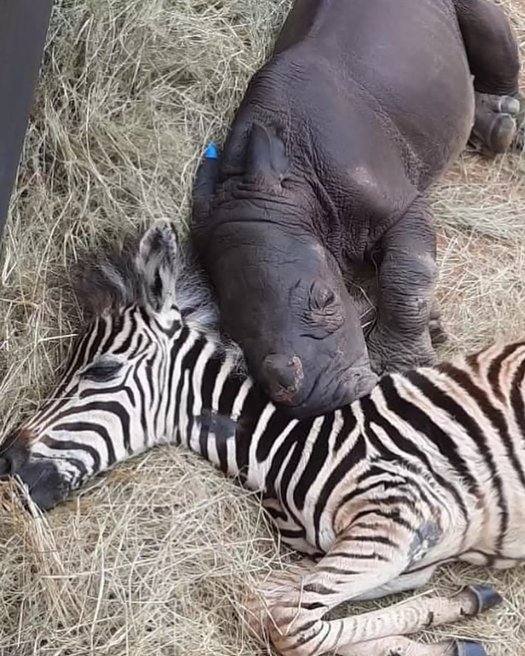 Unlikely Survivors: The Heartwarming True Story of an Orphan Rhino and Zebra Who Forged an Unbreakable Bond