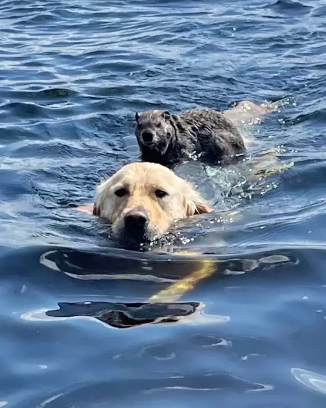 An Unlikely Friendship: The Golden Retriever Who Became a Lifeguard for a Drowning Woodchuck