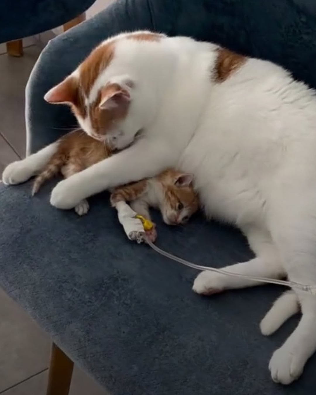 From Rescued to Rescuer: The Inspiring True Story of Rico, the Cat Who Heals Other Animals