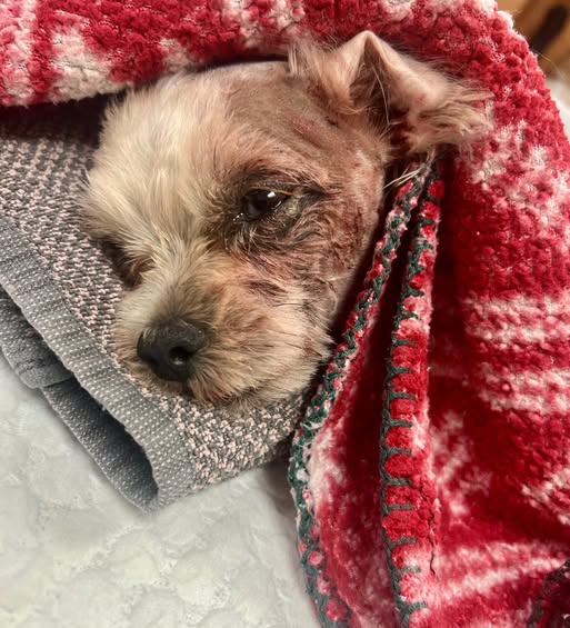 Dog snatched by coyote found alive hours later: ‘It’s a miracle..b