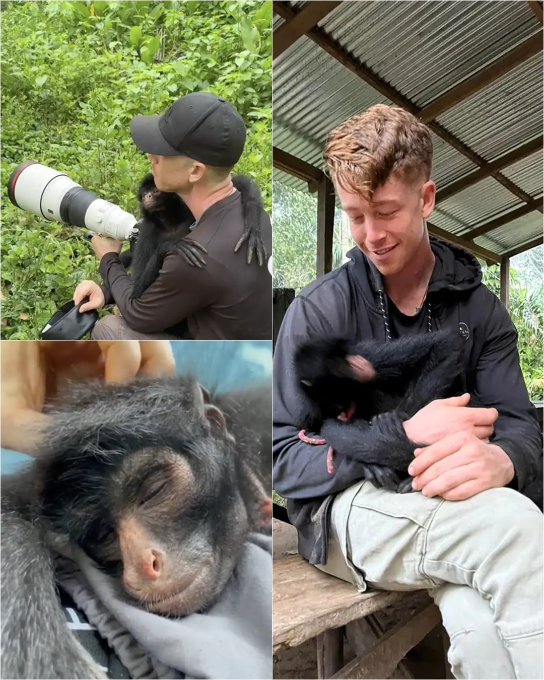 He Set Her Free, But She Never Forgot: The Incredible True Story of a Rescued Spider Monkey’s Emotional Reunion