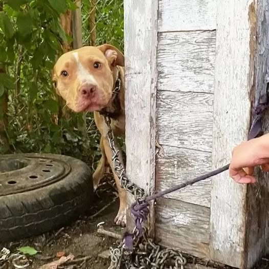 From Chains to a Second Chance: The Unbreakable Spirit of a Rescued Detroit Dog