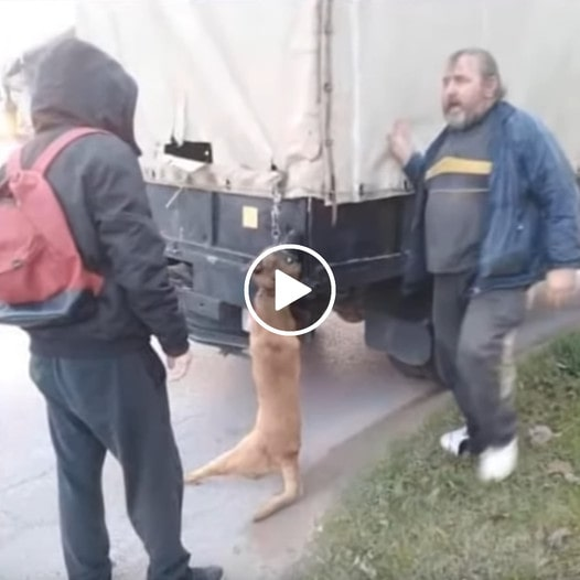 Unveiling the Journey: From Desperation to Salvation – The Fate of 269 Dogs..d