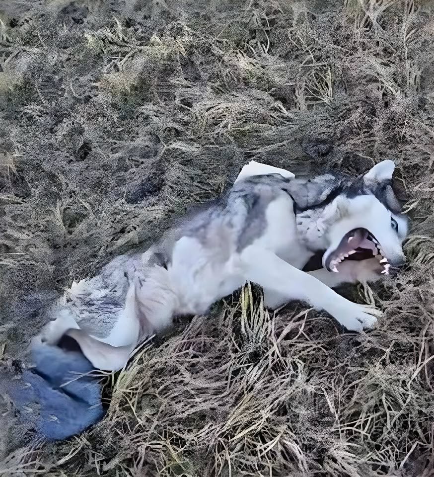 Maya’s Fight for Life: The Incredible Rescue of a Dog Left Broken Beside the Tracks