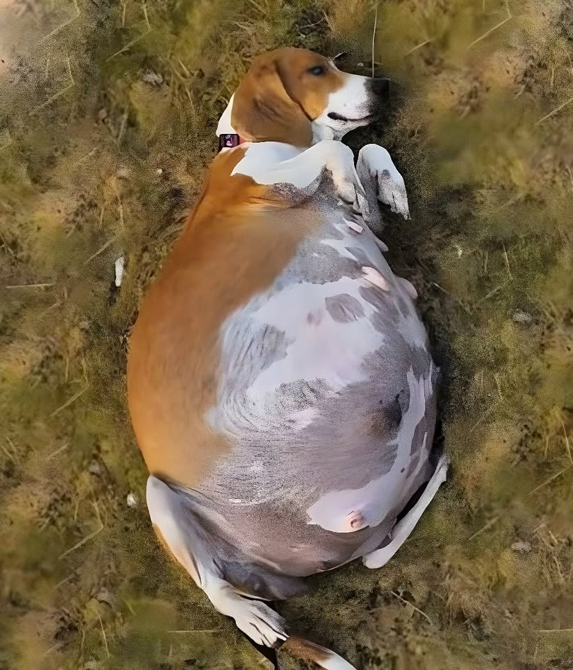 Nona’s Last Hope: The Heartbreaking Journey of a Pregnant Beagle Fighting for Life