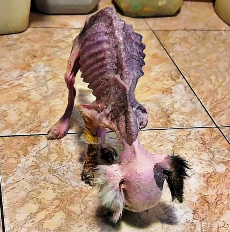 A Tiny Life on the Edge of Survival: The Heartbreaking Rescue of a Puppy Left to Die