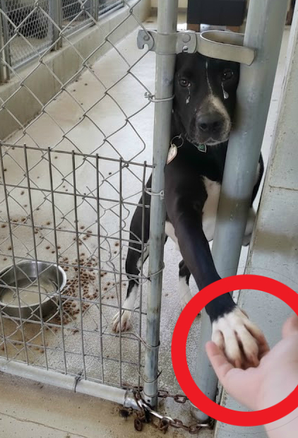 The Dog Who Reached Through the Bars: A Gentle Touch That Changed Everything