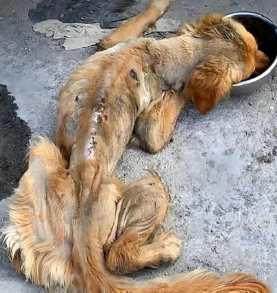 From Collapse to Courage: The Incredible Journey of a Dying Dog Who Chose to Live