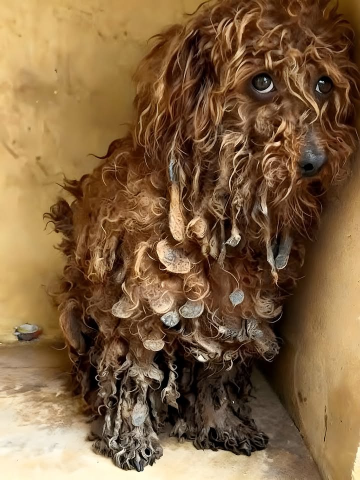 A Fragile Mother’s Last Hope: The Emotional Rescue Story of Lucky