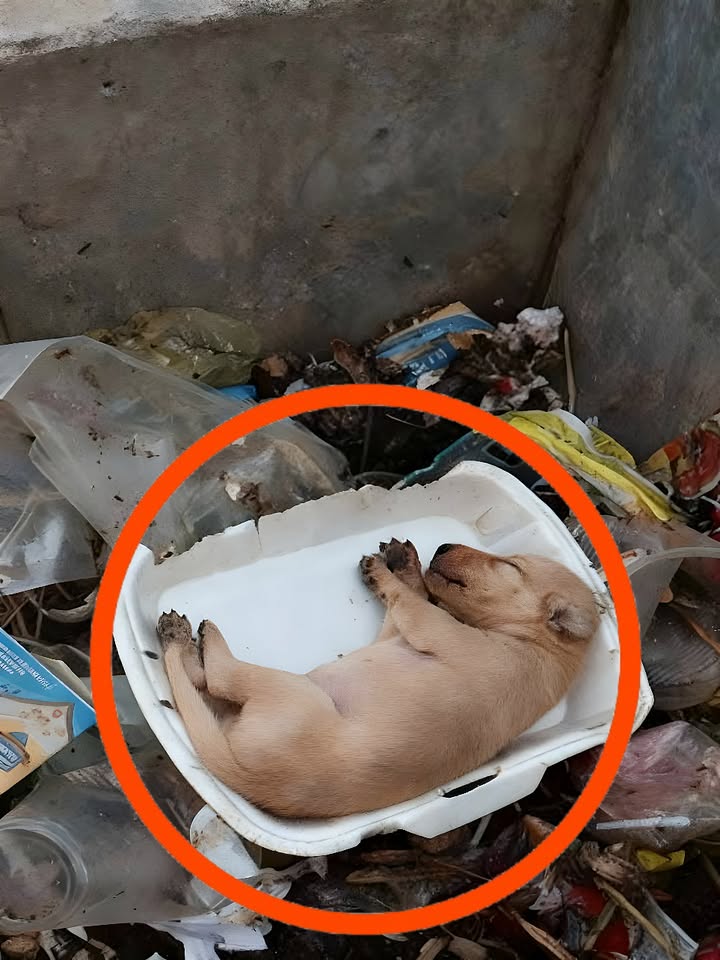 A Miracle in the Shadows: The Little Girl Who Saved a Life the World Forgot