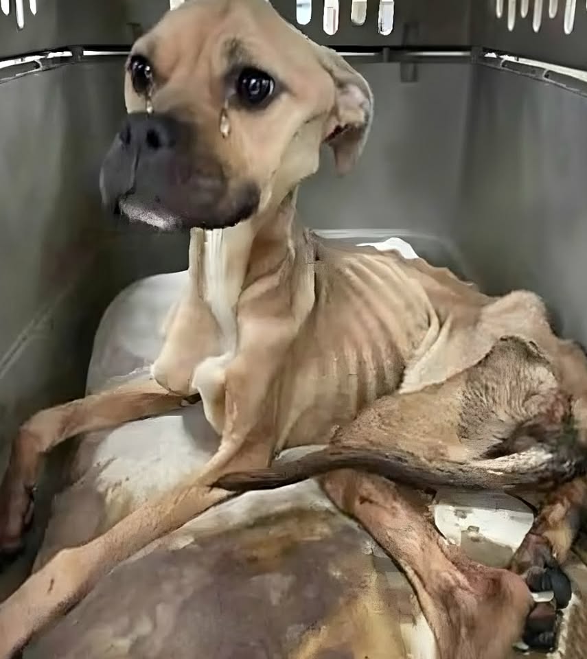 A Fragile Life on the Edge — and the Unbelievable Moment That Changed Everything