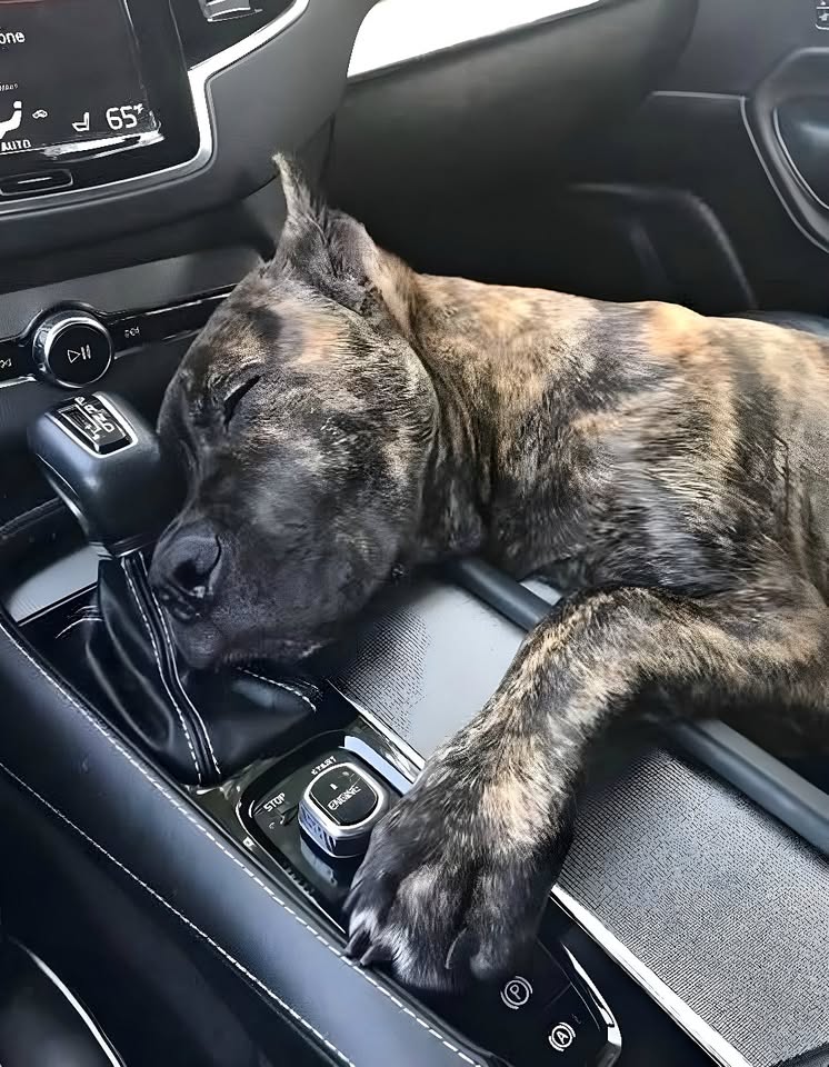 The Silent Plea of a Forgotten Dog: A Rescue Story That Captured Every Heart