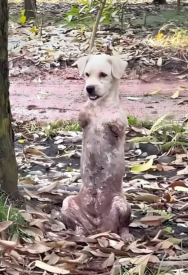 The Two-Legged Dog Who Refused to Give Up: A Rescue Story That Changed Everyone’s Heart