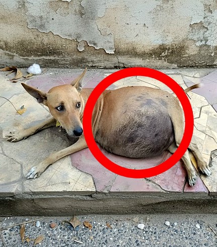 A Mother’s Last Hope: The Heartbreaking Rescue That Changed Everything