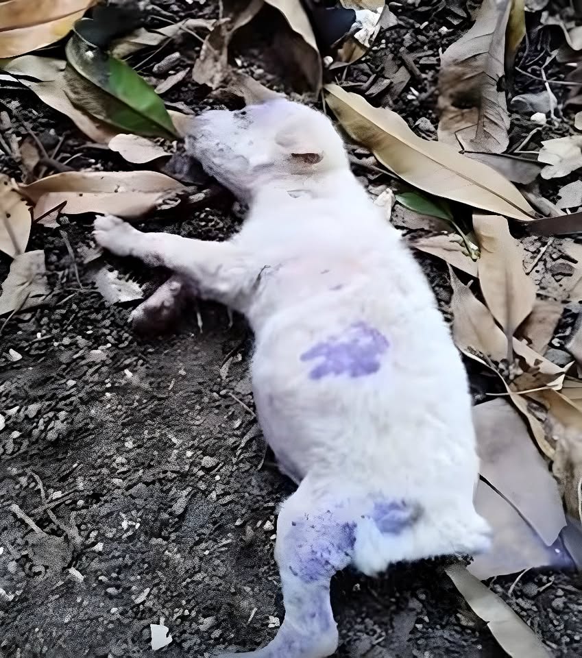 A Little Life Left to Fade Away: The Miraculous Rescue of a Pup Marked for Death