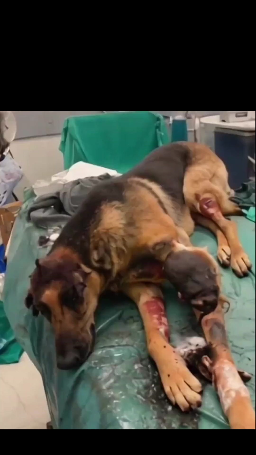 Through Smoke and Flames: Brave Police Dog Sacrifices Itself to Save a Baby From a Deadly Fire