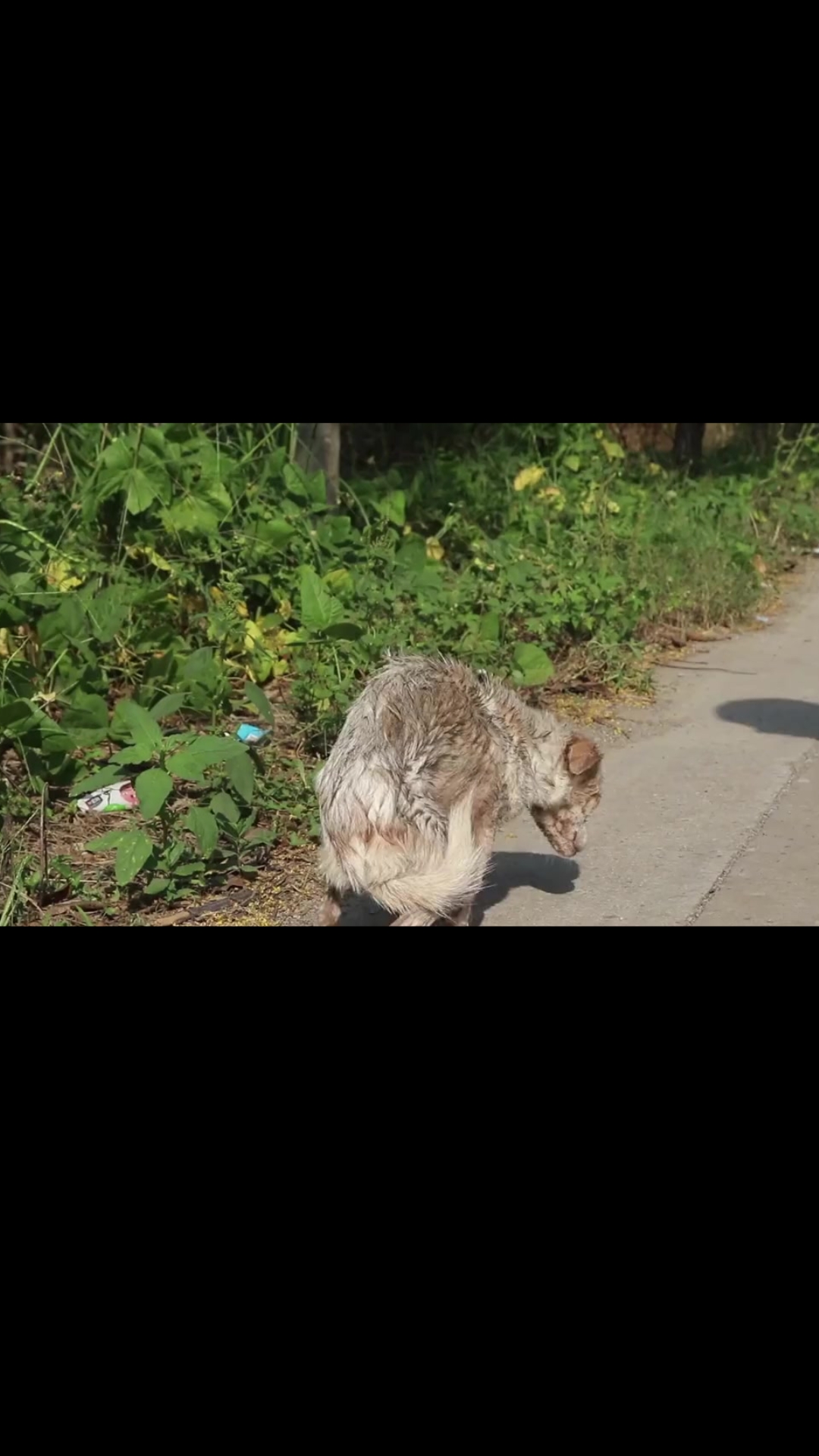 From Skin and Bones to a New Life: The Stray Dog Who Couldn’t Keep Food Down Finally Found Hope