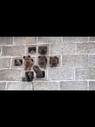 Tiny Faces Behind the Wall: The Heartbreaking Discovery of a Mother Dog and Her Puppies Begging for Freedom