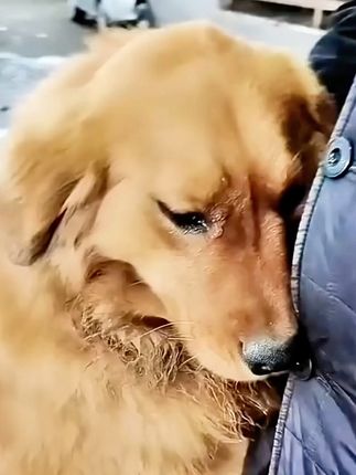 A 16-Year-Old Dog’s Tearful Goodbye Leaves an Entire Family Heartbroken