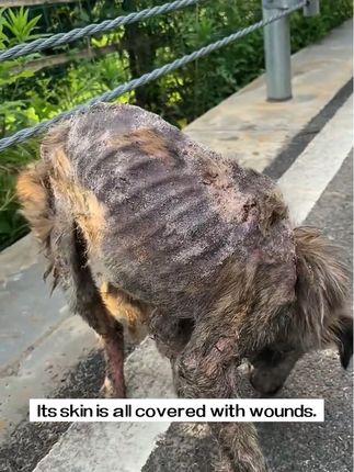 From Skin and Bones to a Second Chance: The Heartbreaking Rescue of a Starving Stray Dog