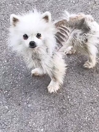 From Barely Surviving to Finally Loved: The Heartbreaking Rescue of a Forgotten Puppy
