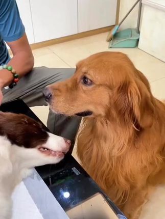 Loyal Until the End: Heartbroken Dog Refuses to Leave Best Friend After Tragic Death