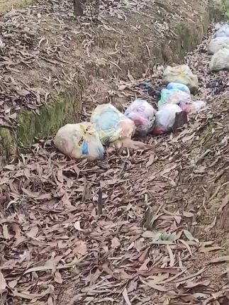 Abandoned and Bound Like Trash: The Heartbreaking Rescue of a Helpless Puppy That Refused to Give Up