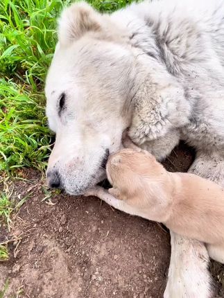 He Would Never Taste His Mother’s Milk Again: The Heartbreaking Story of a Tiny Puppy Left Alone in the World