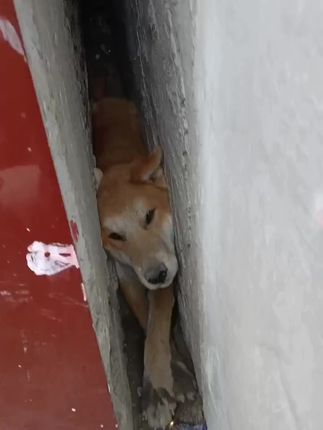 Ten Hours of Desperation: Dog Trapped Between Walls Finally Rescued After Viral Plea for Help