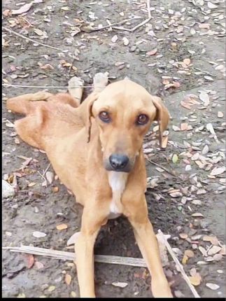 He Couldn’t Walk, But He Still Wagged His Tail for Every Stranger Who Stopped to Care