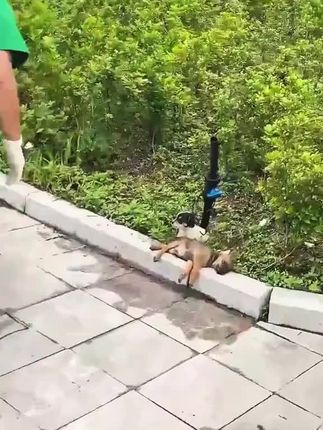 The Puppy’s Cry Beside a Dying Dog Led to a Rescue That Touched Thousands