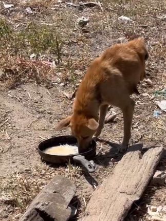 She Was Left With Half a Body, Yet This Mother Dog Refused to Give Up on Life