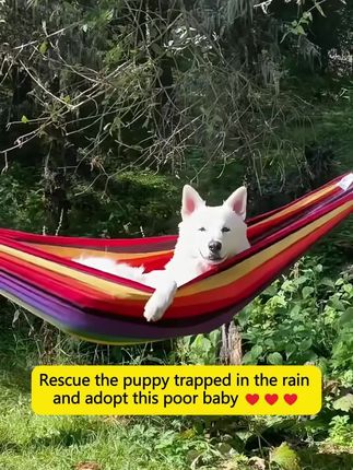 Chained in the Storm: The Heartbreaking Rescue of a Helpless Puppy Abandoned in the Pouring Rain