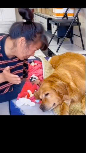 She Held His Collar and Cried All Night: A Heartbreaking Goodbye Filled With Regret and Love