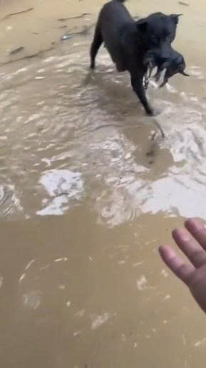 A Mother Dog’s Determination Brings Hope During a Devastating Flood
