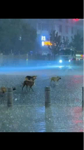 Local Community Steps In to Help Puppies Find Safety During Heavy Rain