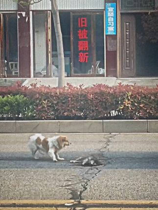 A Faithful Dog Stayed Beside Its Lifelong Companion Until the Very End