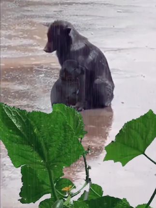 A Rainy Day of Waiting: The Rescue That Gave a Mother Dog and Her Puppy a New Beginning
