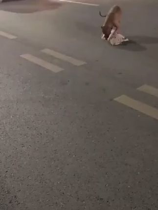 Loyal Dog Tries to Protect Injured Puppy After Road Accident, Touching Hearts Online