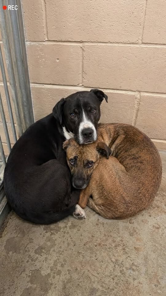 Two Loyal Dogs Waited Together Until a New Beginning Arrived