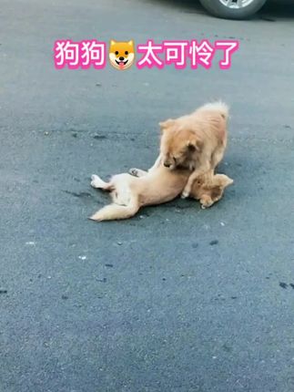 A Loyal Dog’s Quiet Vigil After a Roadside Accident Touches Hearts