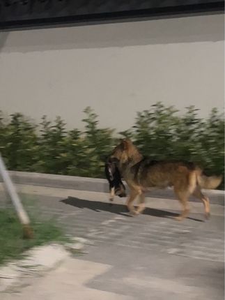 A Touching Moment of Compassion Between Two Dogs Reminds Us of Nature’s Quiet Bonds