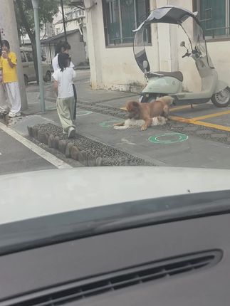 A Loyal Dog’s Quiet Act of Love Touched Everyone Who Stopped to Watch